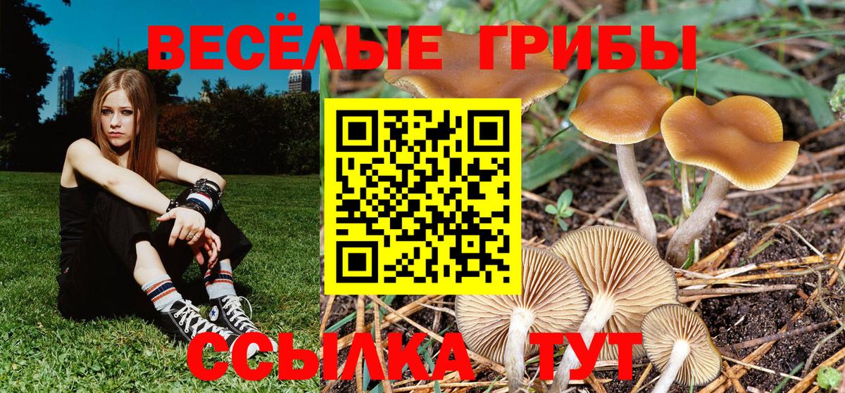 Галлюциногенные грибы Psilocybine cubensis Дедовск
